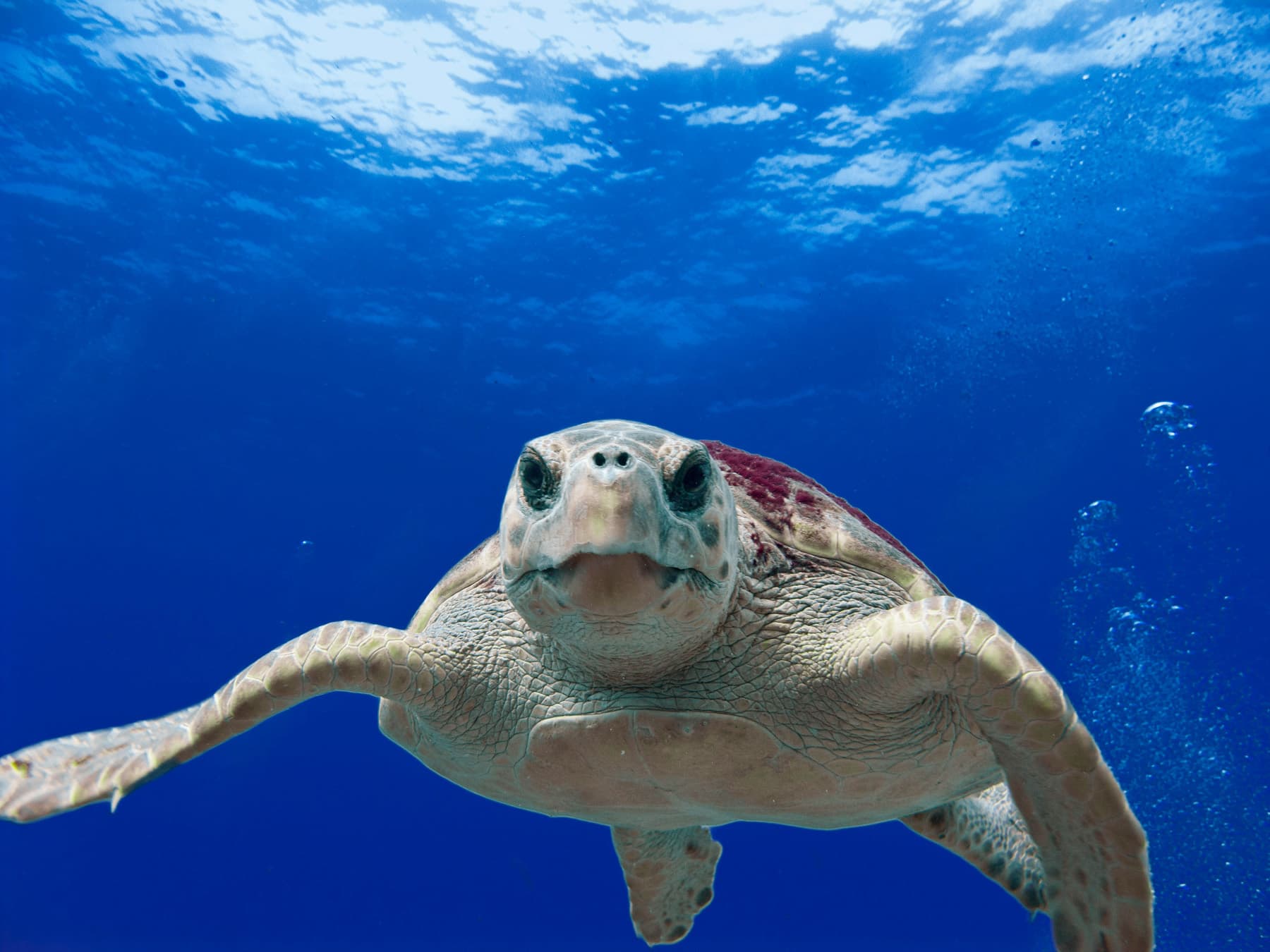 Loggerhead Sea Turtle shown in its aquatic environment