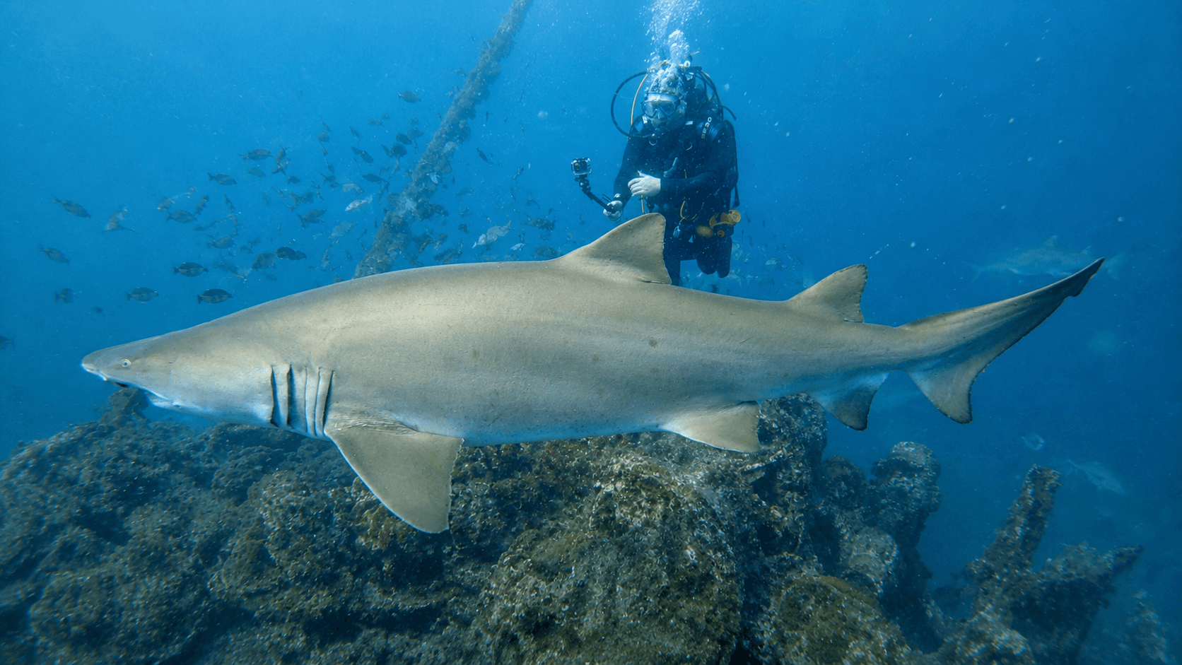 Sand tiger shark profile hero image