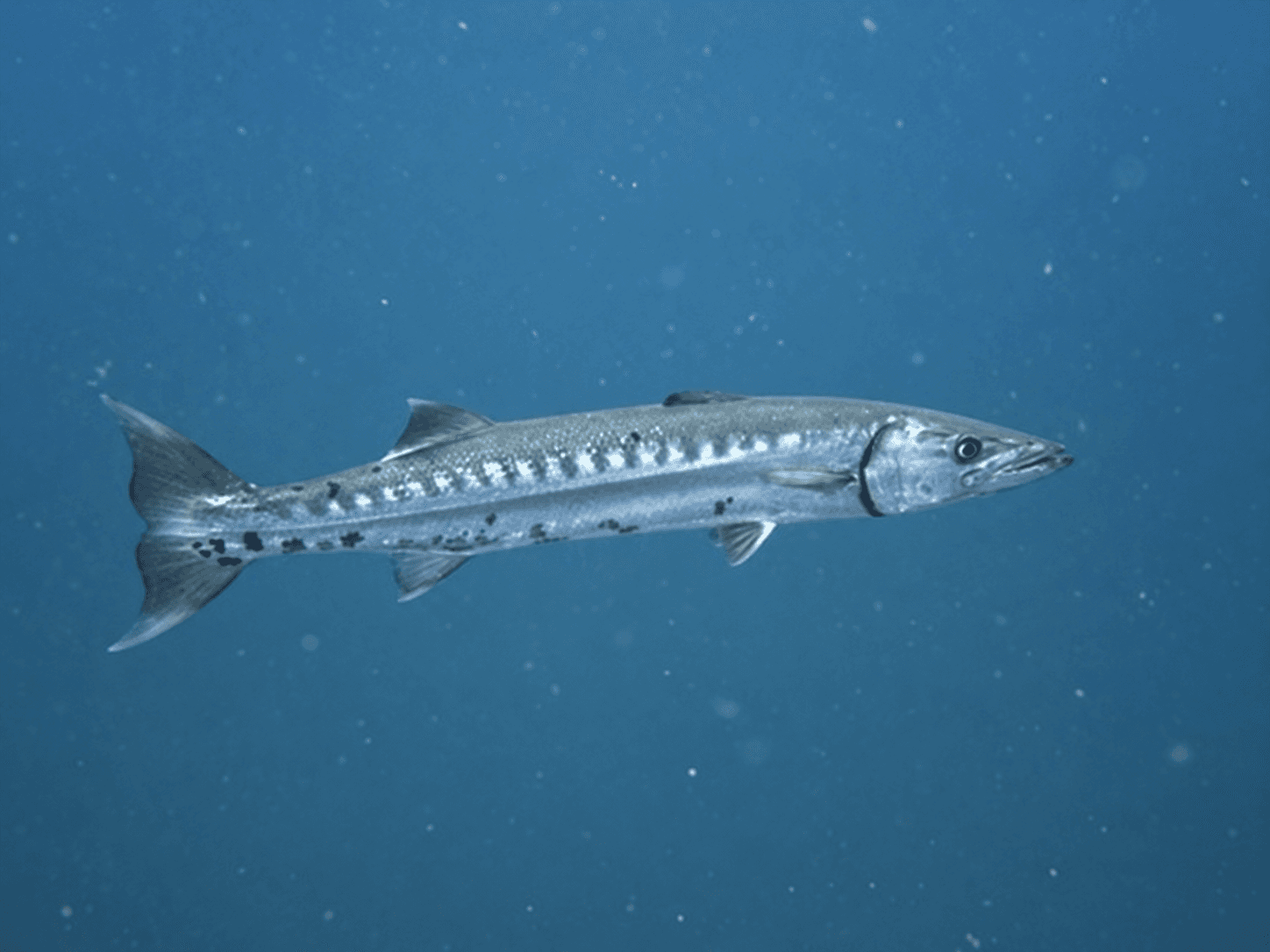 Great barracuda swimming in open water, photographed by Scott Carroll