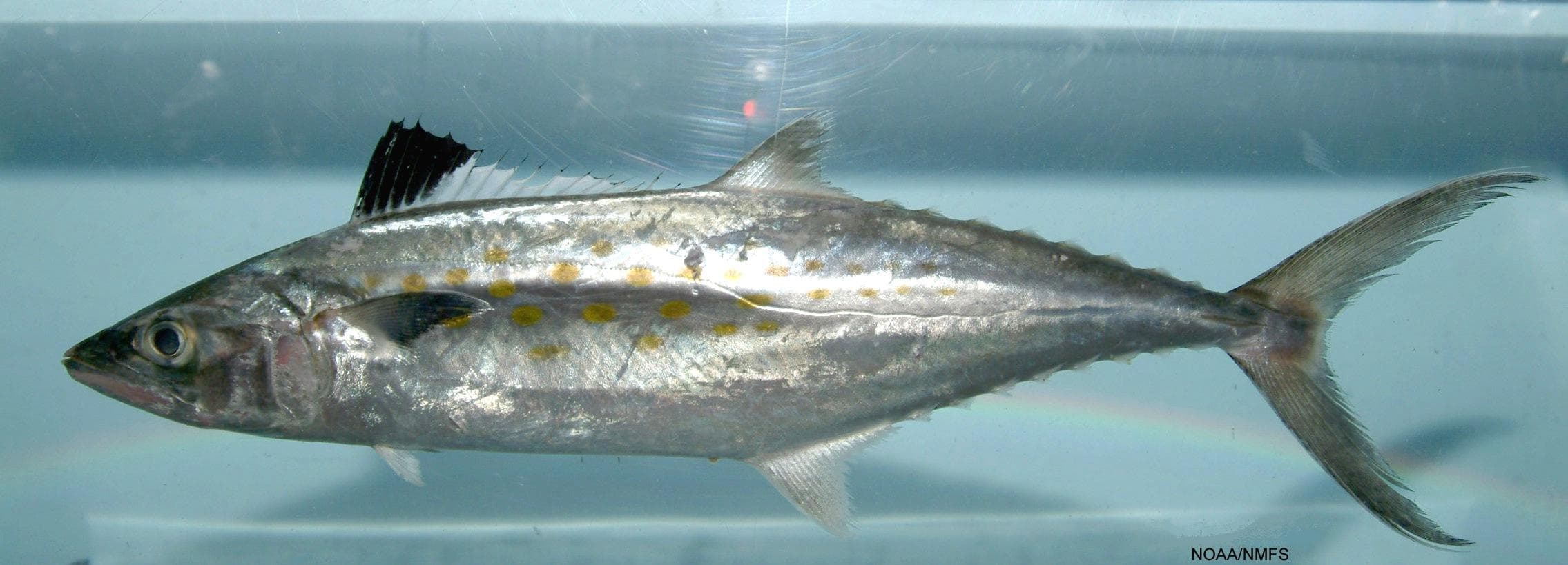 Spanish Mackerel in its aquatic environment