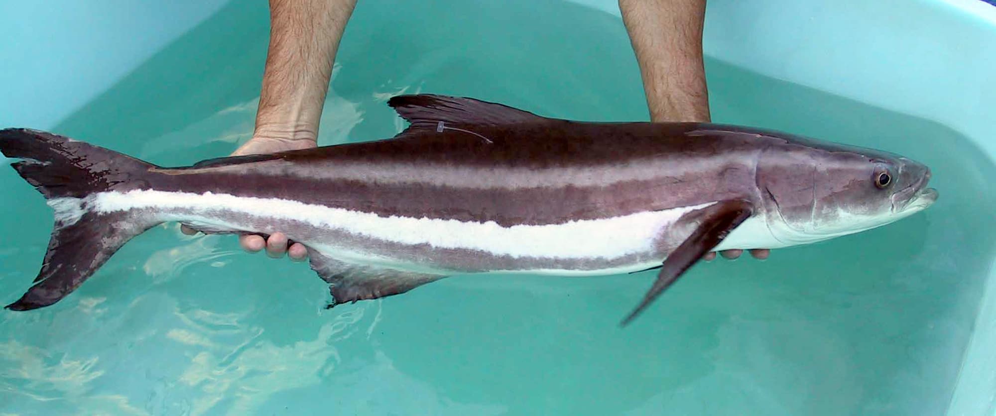 Cobia in its aquatic environment